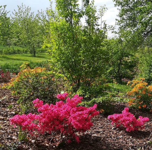 Różanecznik japoński, azalia japońska (Rhododendron molle (Blume) 